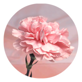 DAROUND 022 Pink Carnations